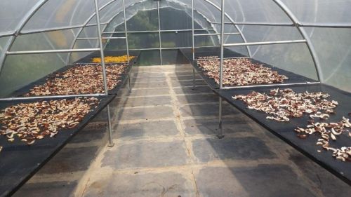 Solar Tunnel Dryer System