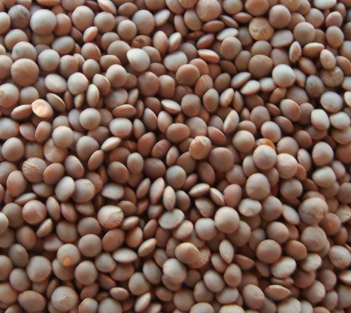 Sabut Moti Masoor Dal, Color : Brown, Packaging Type : Plastic Bag