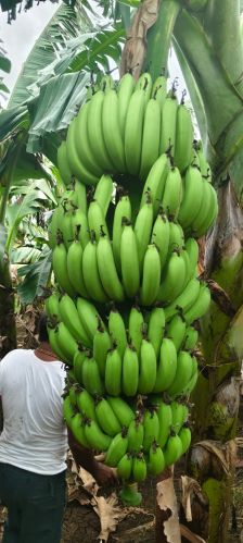 Sp Agro green banana, Cultivation Type : Natural Box 10 Kg