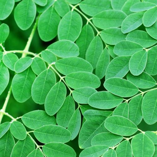 Natural Green Moringa Leaves, Packaging Type : Resealable Pouch