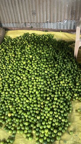 Natural A Grade Lemon, State Of Origin : Kerala