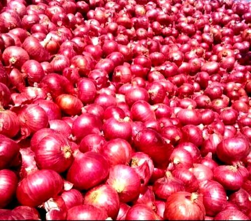 Abstract Fmcg Export Quality 55MM+ Onions, Color : Red Multisizes