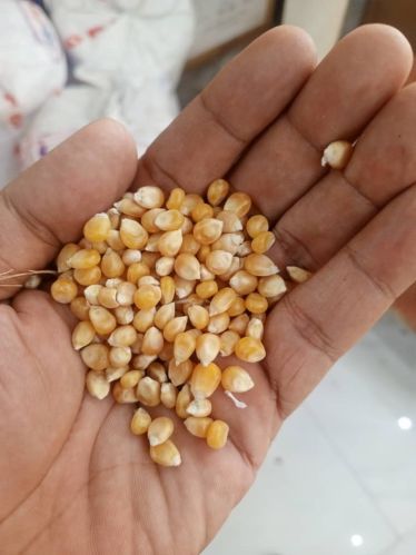 ST Fine Processed Organic Makka, Color : Creamy-yellow 15%