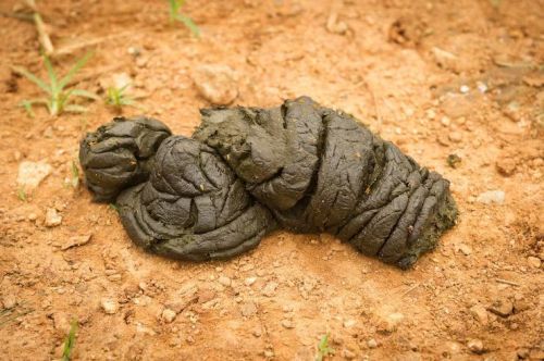 Raw Cow Dung for Fertilizing Soil Plants 25-50kg Brown