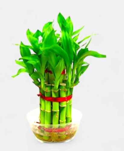 Lucky Bamboo Plant 4 Inc