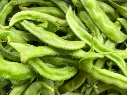 Organic Fresh Green Hyacinth Beans, Packaging Size : 5-25kg for Cooking