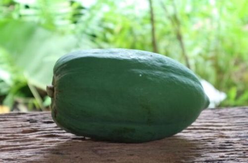Fresh Green Papaya for Direct Consumption, Salads, Smoothies