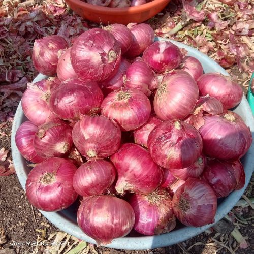 A Grade 55+mm Red Onion, Packaging Type : Loose Or In Mesh Bags