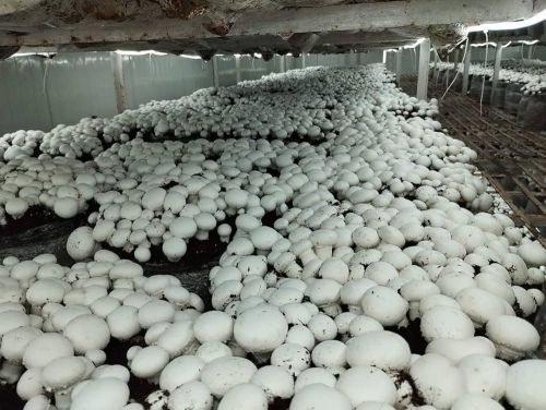 Button Mushroom Spawn, Color : White, Packaging Type : Plastic Bags