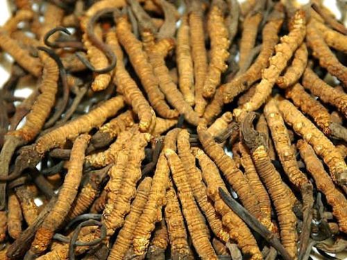 Cordyceps Sinensis, Packaging Type : Vaccum Packed