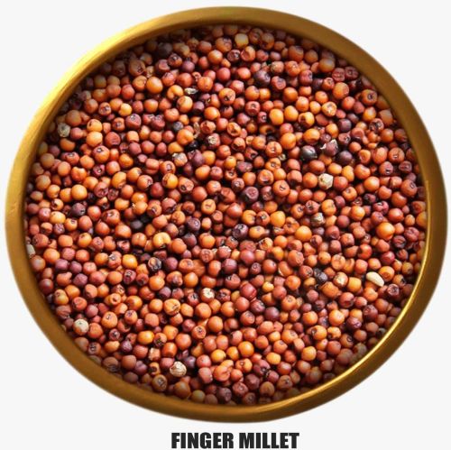 Natural A Grade Red Finger Millet Seed, Packaging Type : Packet