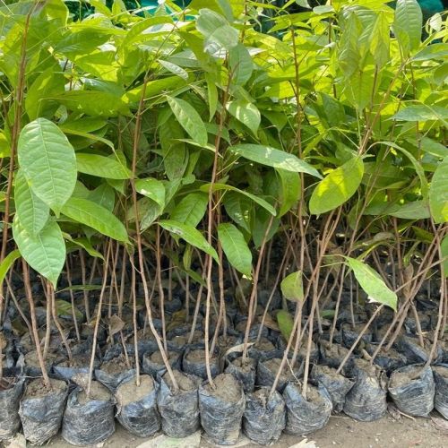 African Mahogany Plants, Packaging Type : Green for Plantation