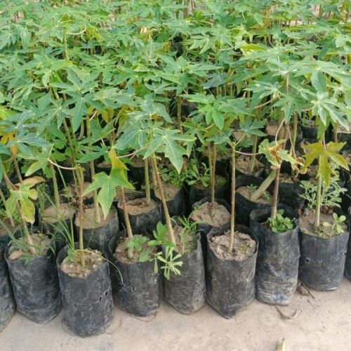 Organic Red Lady Papaya Plants 786 Vraity, Color : Green