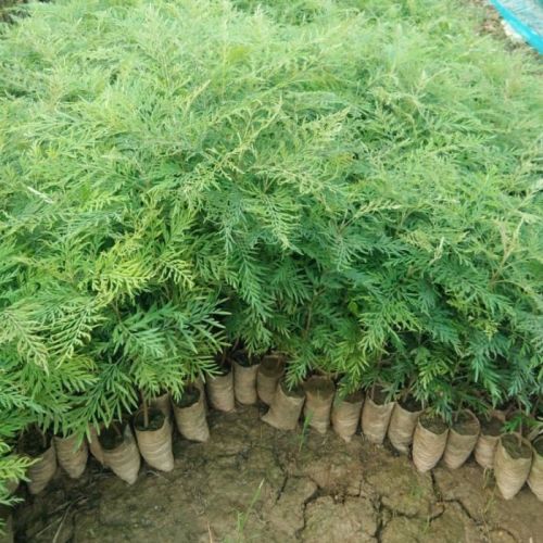 Organic Silver Wood Plants, Color : Green for Plantation