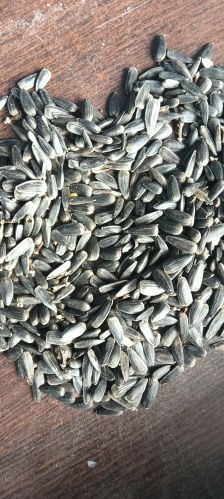H K Natural Sunflower Seed, Color : Grey