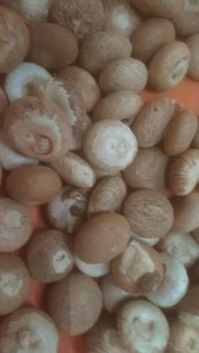 Raw Organic areca nut, Shape : round