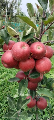 Natural Apples, Color : Red, Packaging Type : Carton
