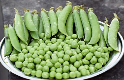 Fresh Green Peas, Packaging Size : 25-50kg