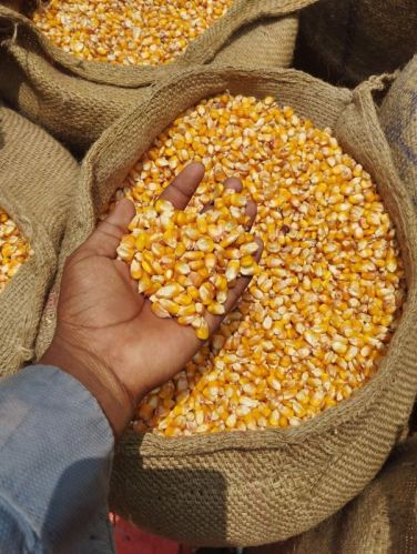 Bharat Mitti Common Yellow Maize 12%, Packaging Size : 50kg