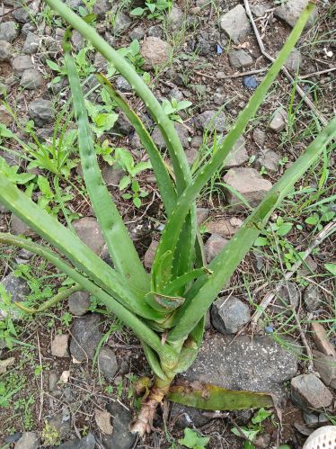 Common Aloe Vera, Form : Leaf for Skin Products