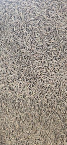 Natural singapore 99 cumin seed, Packaging Size : 20Kg, 25Kg, 50Kg
