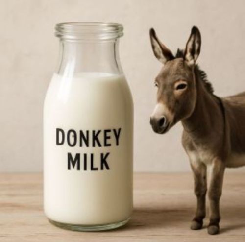 White Donkey Milk, Condition : Fresh, Packaging Type : Plastic Can