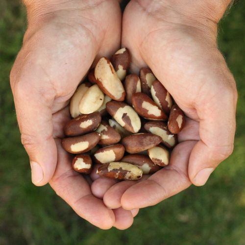 Brazil Nuts for Light Sweet, Packaging Type : Brown