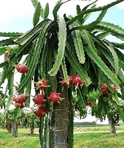 Dragon Fruit, Color : Pink, Weight : 200-400 Grams