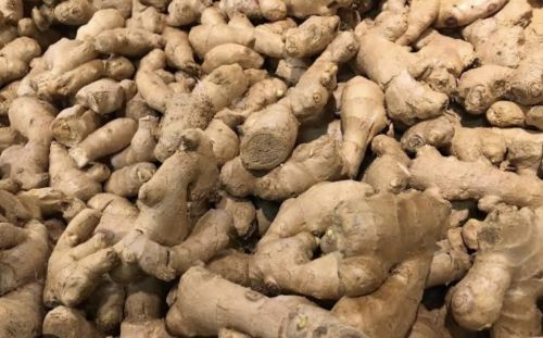 Organic fresh ginger for Food, Cooking