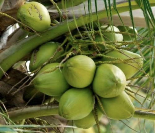 Organic tender coconut, Packaging Type : Green, Coconut Size : Large