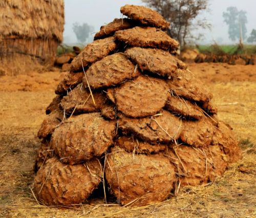 Cow dung cake
