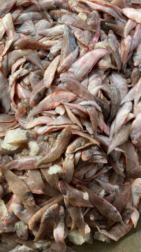 Sole Fish, Packaging Type : Thermocol Box for Cooking