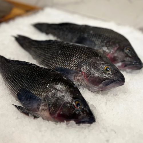 Fresh Black Snapper Fish, Packaging Type : Thermocol Box for Cooking