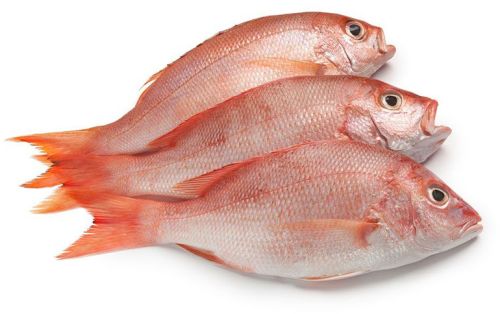 Fresh Red Snapper Fish, Packaging Type : Thermocol Box for Cooking