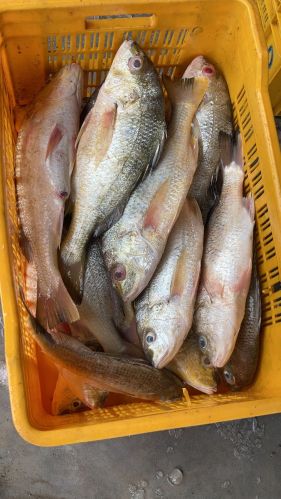 Fresh Yellow Snapper Fish, Packaging Type : Thermacol Box for Cooking