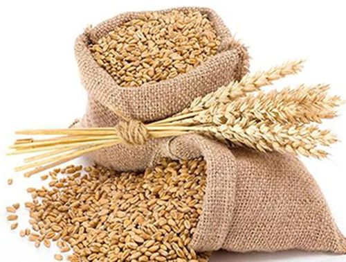 Dried Wheat Seeds, Seed Type : Natural, Grade Standard : Food Grade