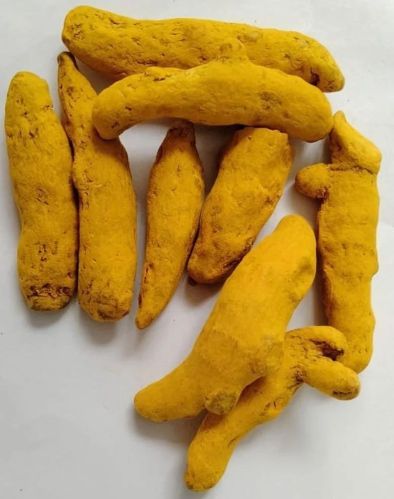 Yellow Turmeric Finger, Packaging Type : Plastic Bag for Culinary Spice