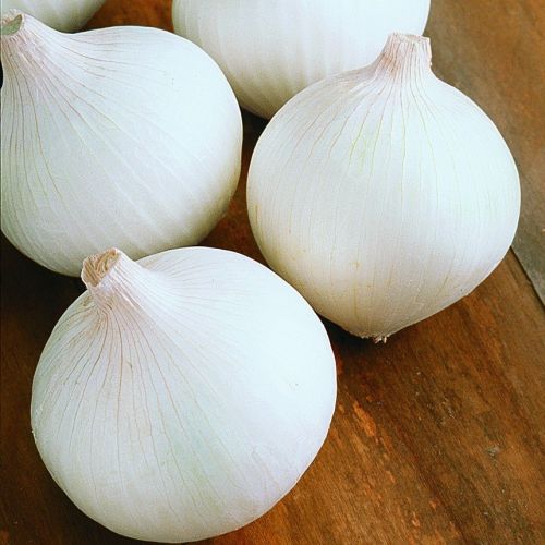 Fresh White Onion, Packaging Size : 25-50kg Gunny Bag