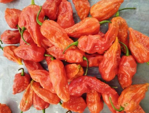 Smooth Organic Ghost Pepper, Color : Red Natural