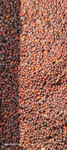 Opelion Organic Finger Millet 10%, Grade : Feed Grade