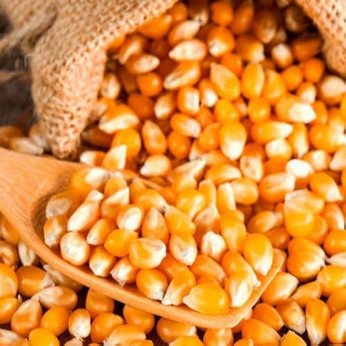 Organic Yellow Maize Seeds, Grade : Food Grade