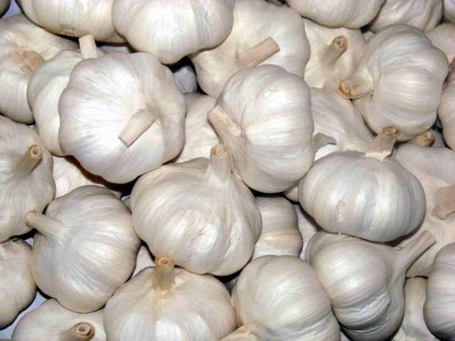 Fresh White Garlic for Cooking Ingredient