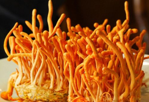 Cordyceps Militaris, Color : Orange, Purity : 99%