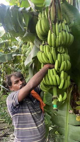 Banana, Packaging Type : Accordingly To Buyer for Sweet