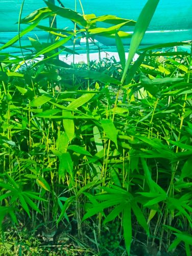 Bamboo Plant for Home Decor, Air Purification 6 Feet