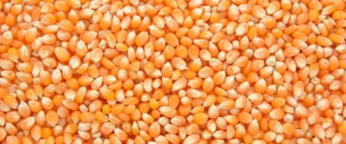 Organic Maize, Seed Type : Hybrid, Grade : Feed Grade