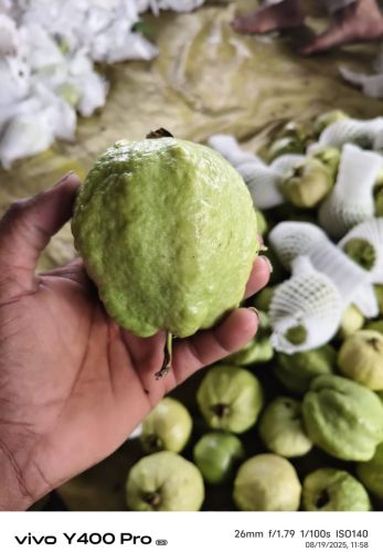 Organic Guava, Packaging Type : Green for Human Consumption