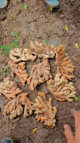 Fresh ginger Nutritional Information :Low In Calories, High In Gingerol