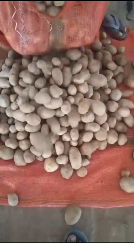 Fresh potato for Cooking, Food