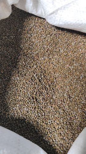 Organic Cassia Tora, Packaging Type : Brown